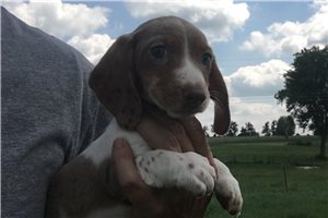 Bella - Dachshund, Mini for sale