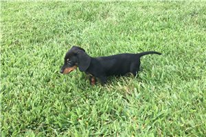 Sharla - Dachshund, Mini for sale