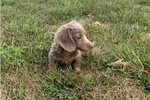 Cedric - Dachshund, Mini for sale