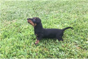 Sharla - puppy for sale