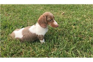 Bella - Mini Dachshund for sale