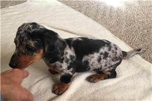 Molly Babe - Dachshund, Mini for sale