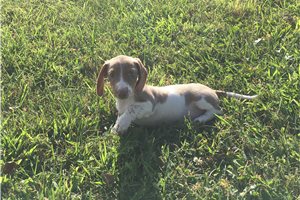 Bella - Dachshund, Mini for sale