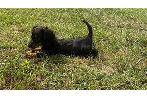 Caroline - puppy for sale