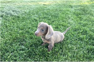 Jesse - puppy for sale