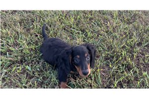 Cecil - Mini Dachshund for sale