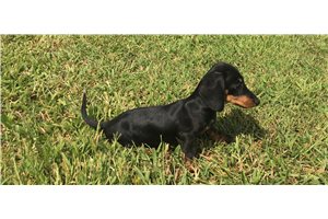 Sharla - Dachshund, Mini for sale