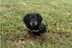 Cecil - Mini Dachshund for sale