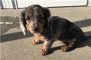 Sable - Dachshund, Mini for sale