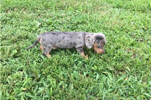 Molly - Dachshund, Mini for sale