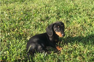 Sharla - Dachshund, Mini for sale