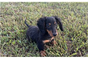 Cecil - Mini Dachshund for sale