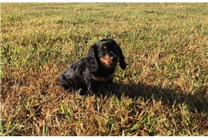 Cecil - Dachshund, Mini for sale