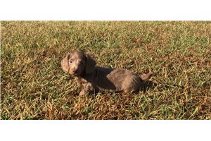 Carrie - puppy for sale