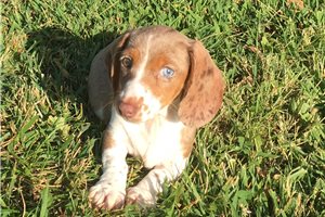 Bella - Dachshund, Mini for sale