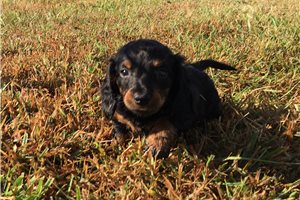 Caroline - puppy for sale