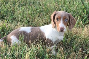 Bella - puppy for sale