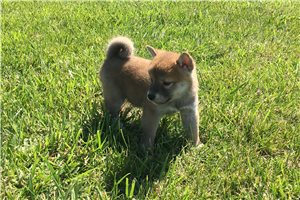 Wrangler - Shiba Inu for sale