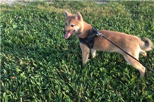 Ellie - Shiba Inu for sale