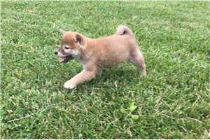 Brody - Shiba Inu for sale