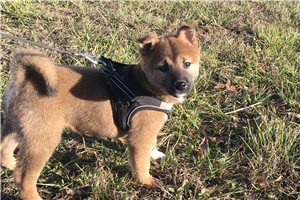 Gunner - puppy for sale