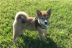 Sadie - Shiba Inu for sale