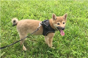 Ellie - Shiba Inu for sale