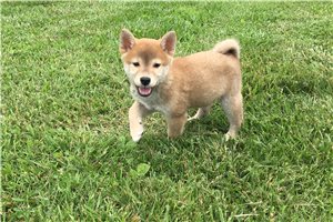 Brody - Shiba Inu for sale