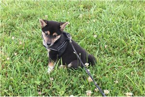 Lexi - Shiba Inu for sale