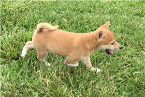 Marley - Shiba Inu for sale