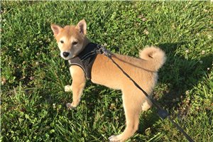 Roxi - Shiba Inu for sale