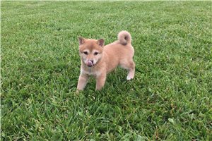 Roxi - Shiba Inu for sale