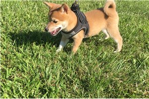Marley - Shiba Inu for sale