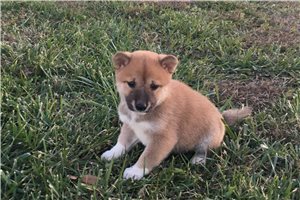 Brody - puppy for sale