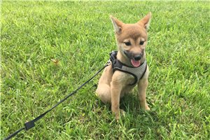 Ellie - Shiba Inu for sale