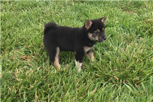 Lexi - Shiba Inu for sale