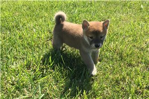 Wrangler - Shiba Inu for sale
