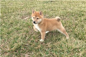 Annie - Shiba Inu for sale