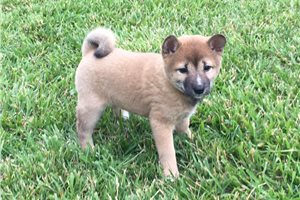 Hollie - Shiba Inu for sale