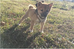Harper - puppy for sale