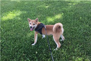 Marley - Shiba Inu for sale