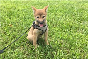 Ellie - Shiba Inu for sale