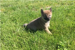 Ellie - Shiba Inu for sale