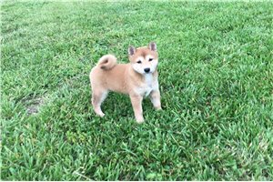 Venus - Shiba Inu for sale