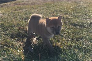 Annie - puppy for sale