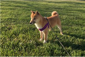 Hardy - Shiba Inu for sale