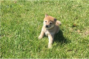 Venus - Shiba Inu for sale