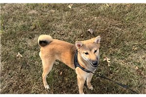 Ellie - Shiba Inu for sale