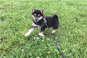 Lexi - Shiba Inu for sale