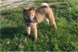 Hollie - Shiba Inu for sale
